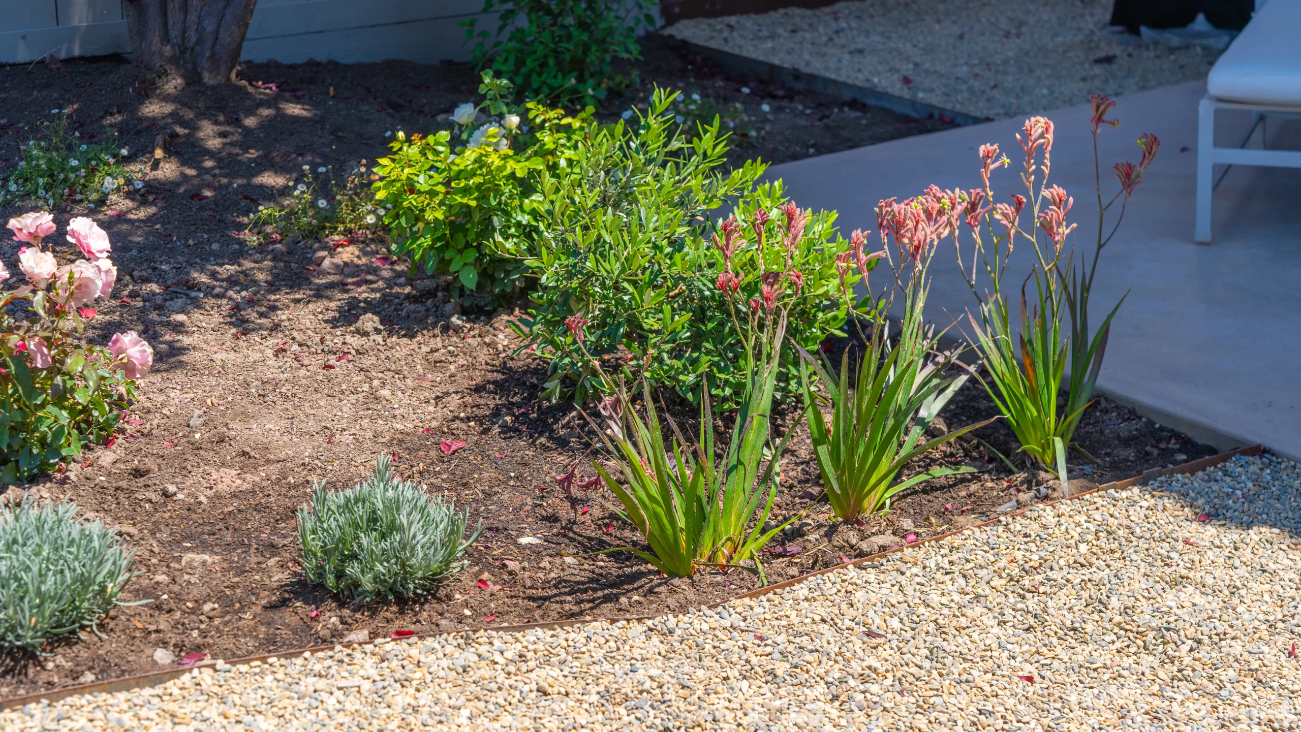 Garden maintenance by Novara Landscape and Construction in Larkspur, CA, photo 2